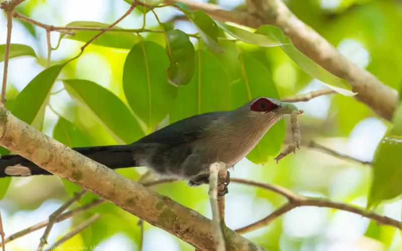 ảnh chim phướn dưới nắng