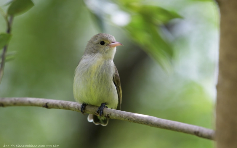 ảnh chim sâu cute