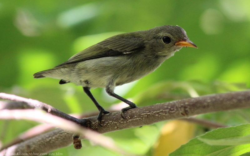 ảnh chim sâu đẹp mắt