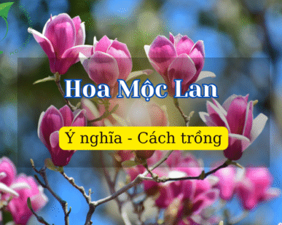 Hoa Mộc Lan hợp mệnh gì? Tại sao nên trồng hoa trong nhà?