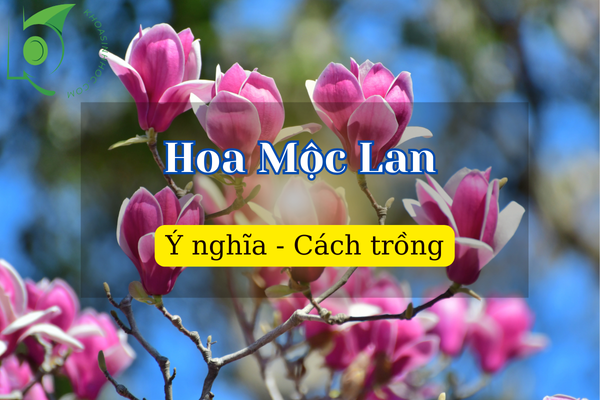 Hoa Mộc Lan hợp mệnh gì? Tại sao nên trồng hoa trong nhà?