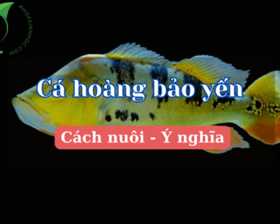 Cách nuôi, chăm sóc cá Hoàng Bảo Yến và ý nghĩa phong thủy