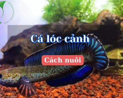 Các loại cá lóc cảnh đẹp, dễ nuôi và được ưa chuộng hiện nay