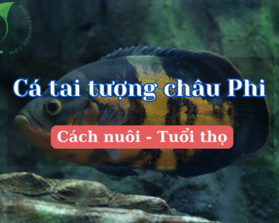 Cá tai tượng châu Phi ăn gì? Cách chăm sóc cá khỏe mạnh nhất