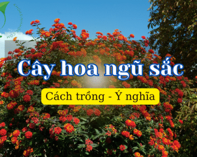 Cây hoa ngũ sắc – Món quà kỳ diệu từ vùng đất nhiệt đới