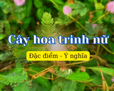 Cây hoa trinh nữ: Loài thực vật biết “xấu hổ” kỳ diệu