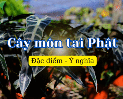 Cây môn tai Phật: Linh vật xanh, vượng khí, thu hút tài lộc
