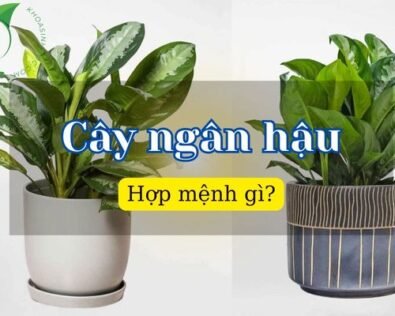 Cây ngân hậu hợp mệnh gì, tuổi nào? Có ý nghĩa ra sao?