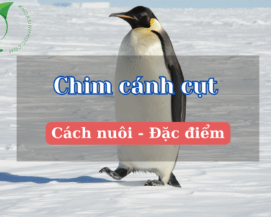 Đặc điểm của chim cánh cụt như thế nào? Sống ở đâu? Ăn gì?