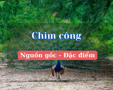 Chim công: Biểu tượng vương giả từ thiên nhiên đến phong thủy