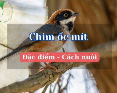 Chim ốc mít: Vẻ đẹp nhỏ bé giữa thiên nhiên Việt Nam