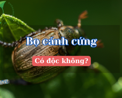 Bọ cánh cứng có độc không? Giải mã hiểm họa tiềm ẩn