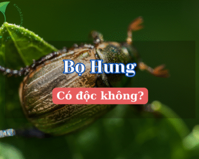 Giải mã sự thật bất ngờ: Bọ hung có độc không?