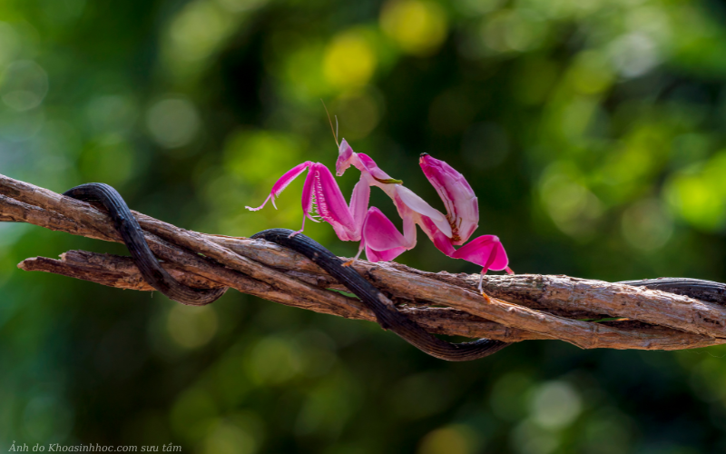 Hymenopus coronatus