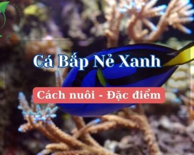 Cá Bắp Nẻ Xanh: Đặc điểm, cách nuôi & chăm sóc chi tiết