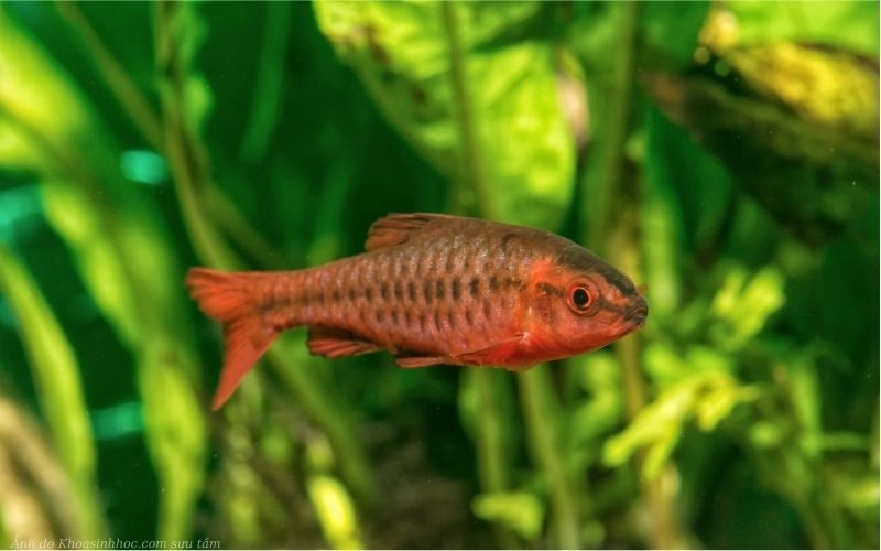 Cá diếc anh đào đỏ