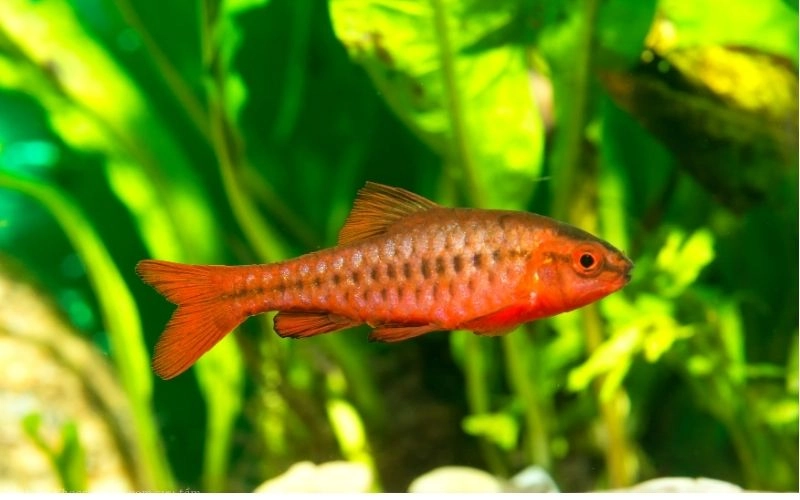Cá diếc anh đào dễ nuôi