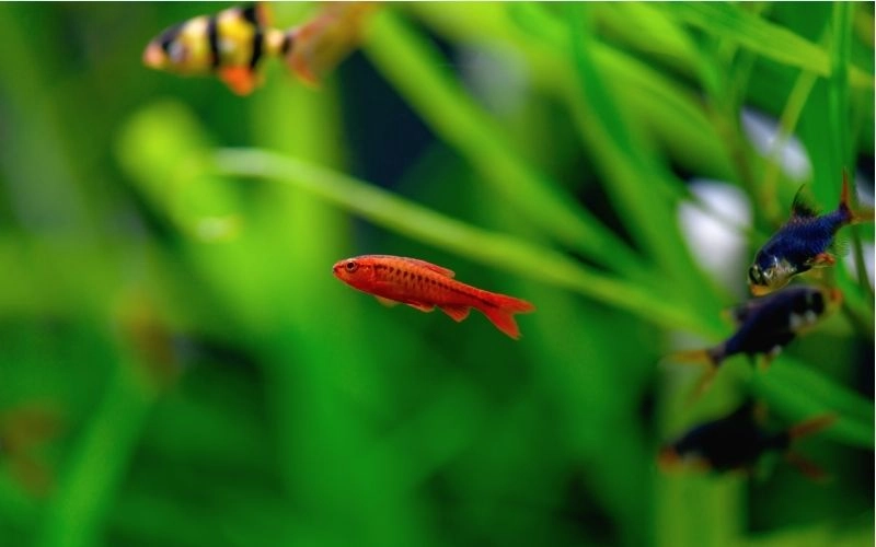 Cách nuôi cá diếc anh đào đỏ