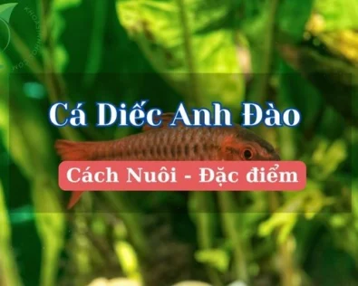 Cá diếc anh đào có dễ nuôi không? Bí quyết nuôi lên màu đẹp