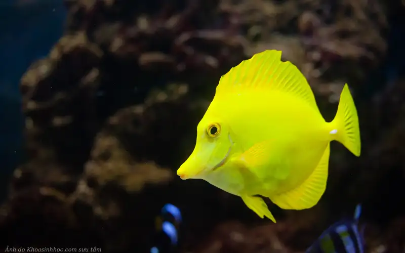 cá đuôi gai vàng hd sắc nét 