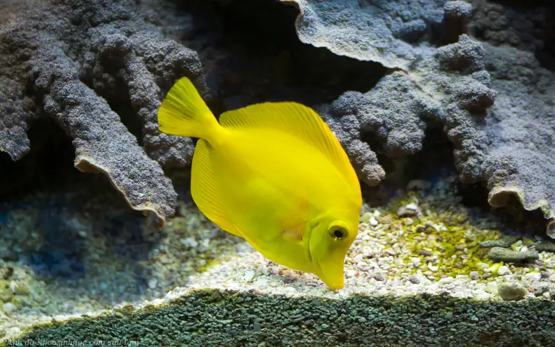 cá đuôi gai vàng full hd 