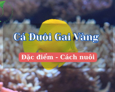 Cá đuôi gai vàng: Tuyệt tác vàng cho bể cá cảnh biển