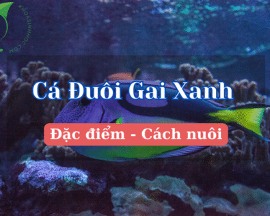Cá đuôi gai xanh: Đặc điểm, cách nuôi và giá bán hiện nay