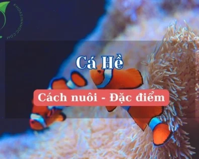 Cá Hề là cá gì? Chiêm ngưỡng các loại cá hề đầy màu sắc