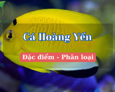 Cá hoàng yến: Vẻ đẹp rực rỡ giữa lòng biển cả