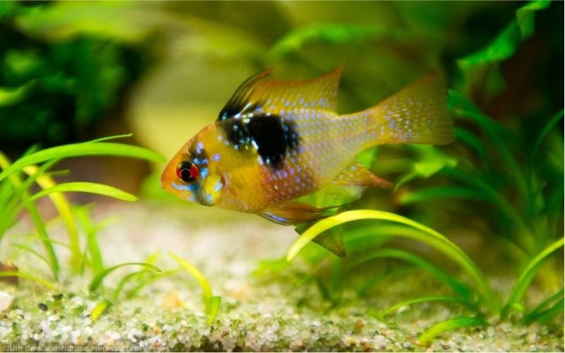 Các loại cá phượng hoàng
