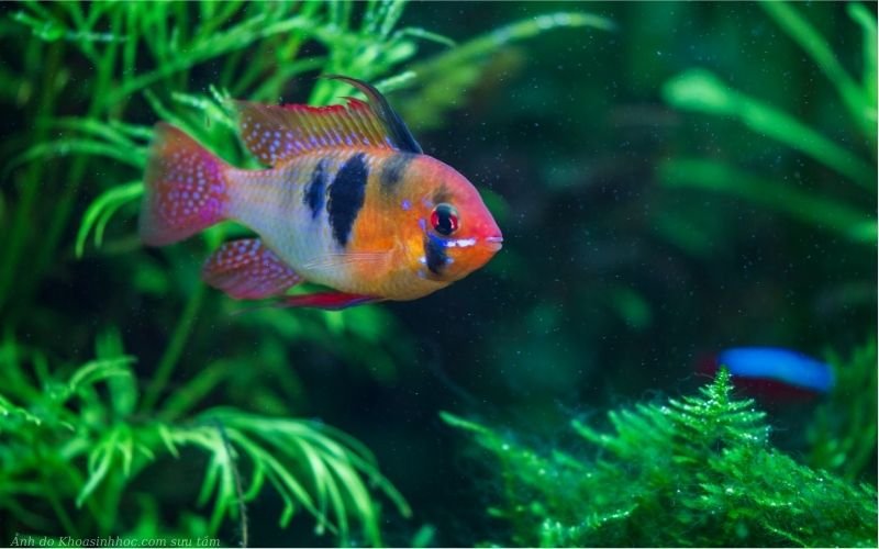 Cá phượng hoàng lửa khỏe mạnh