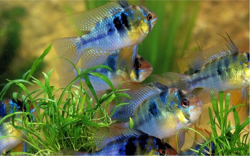 Chăm sóc cá phượng hoàng lửa