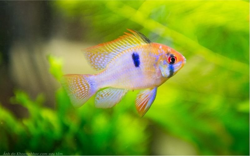 Cá phượng hoàng ngũ sắc đẹp