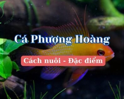 Các loại cá phượng hoàng đẹp và được ưa chuộng nhất