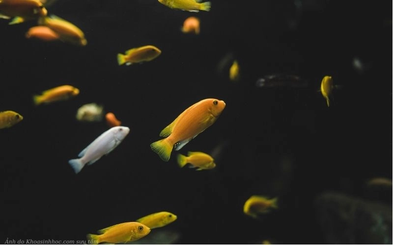 Cách nuôi cá sặc gấm sinh sản
