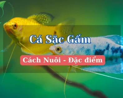 Cá sặc gấm nuôi chung với cá nào? Có nuôi chung được không?