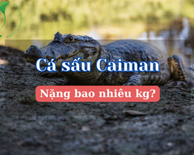 Cá sấu caiman: Thợ săn thầm lặng vùng nhiệt đới Nam Mỹ