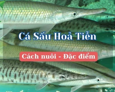 Cá sấu hỏa tiễn cảnh là gì? Thức ăn, cách nuôi và tập tính