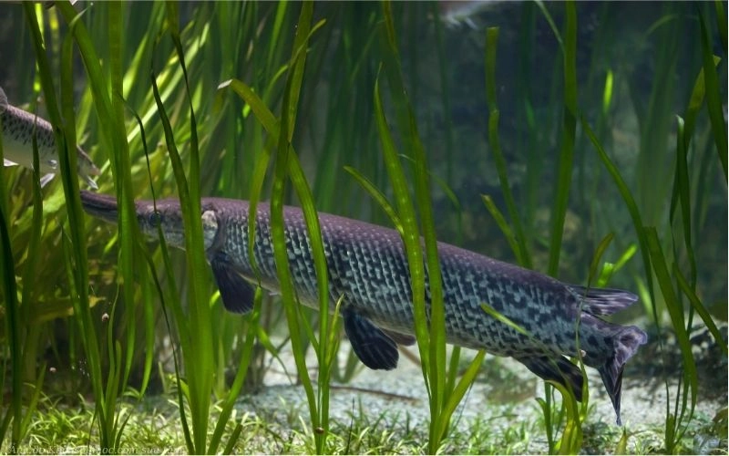 cá sấu hỏa tiễn sống ở đâu