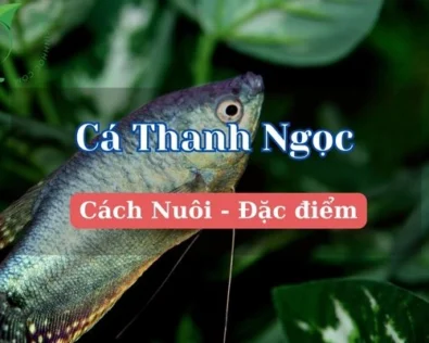 Cá thanh ngọc chấm và lùn: Cách nuôi và chăm sóc đúng cách