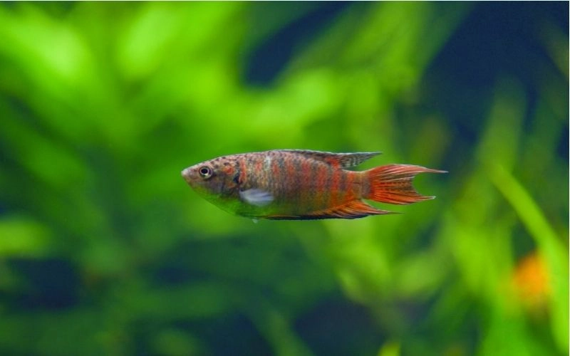 ảnh cá thiên đường đẹp
