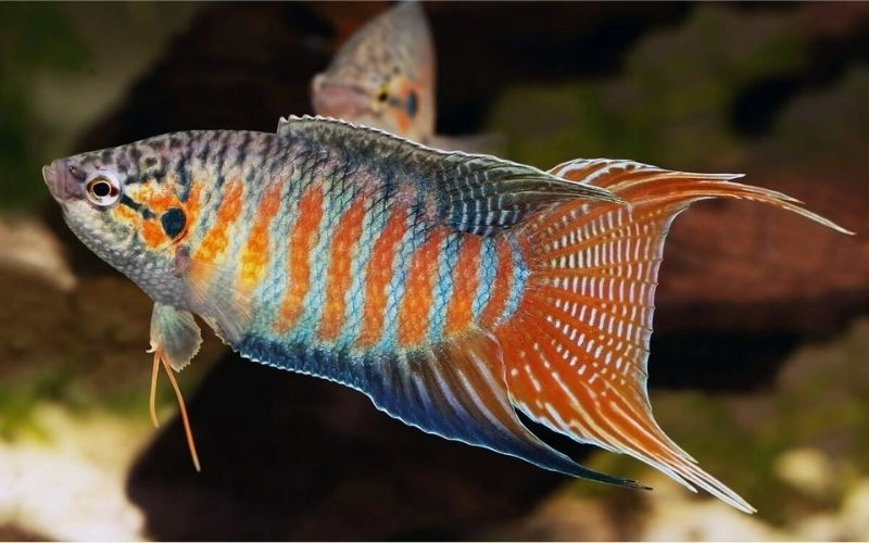 hình cá thiên đường lung linh