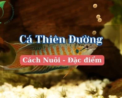 Cá thiên đường: Chế độ ăn và cách chăm sóc đúng cách tại nhà