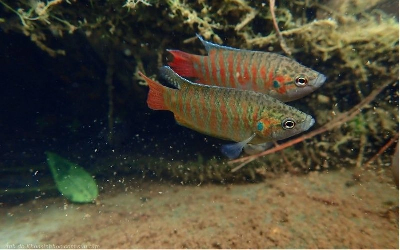 Cá thiên đường sinh sản