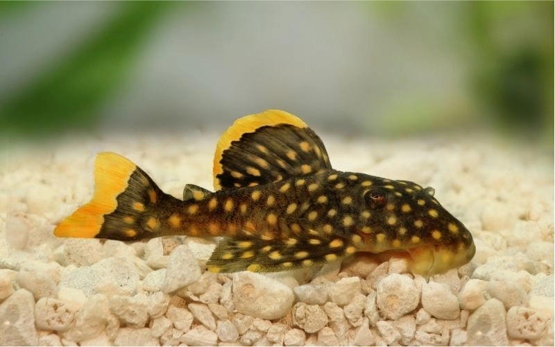 Giới Thiệu Cá Tỳ Bà Beo
