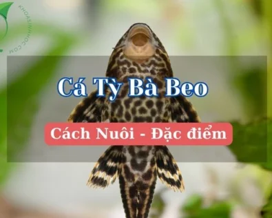 Cá tỳ bà beo giá bao nhiêu? Cách nuôi cá tỳ bà da beo từ A-Z