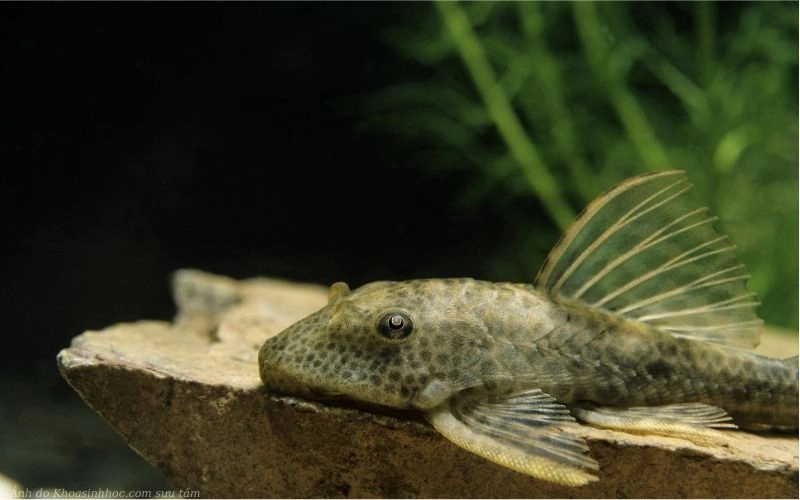 Hướng Dẫn Nuôi Cá Tỳ Bà Beo