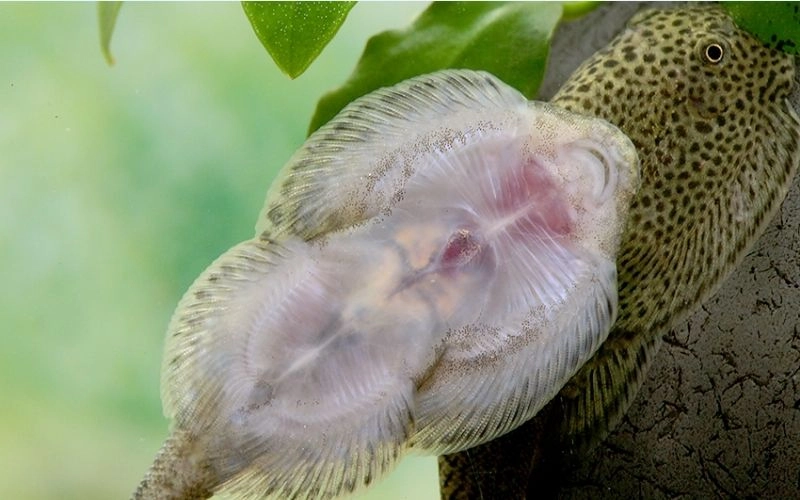 hình ảnh cá tỳ bà bướm mặt dưới