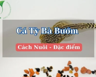 Cá tỳ bà bướm ăn gì? Giá bao nhiêu? Cách nuôi cho người mới