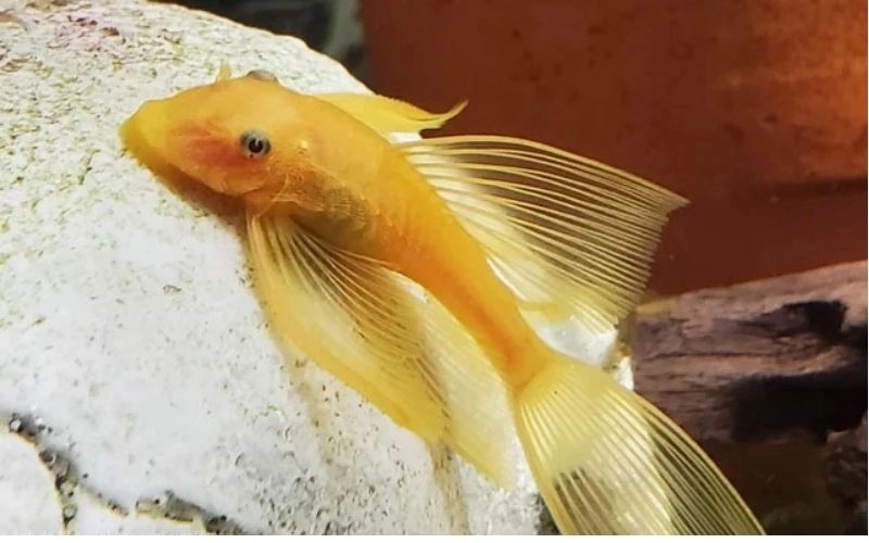 Mua cá Tỳ Bà Vàng giá tốt